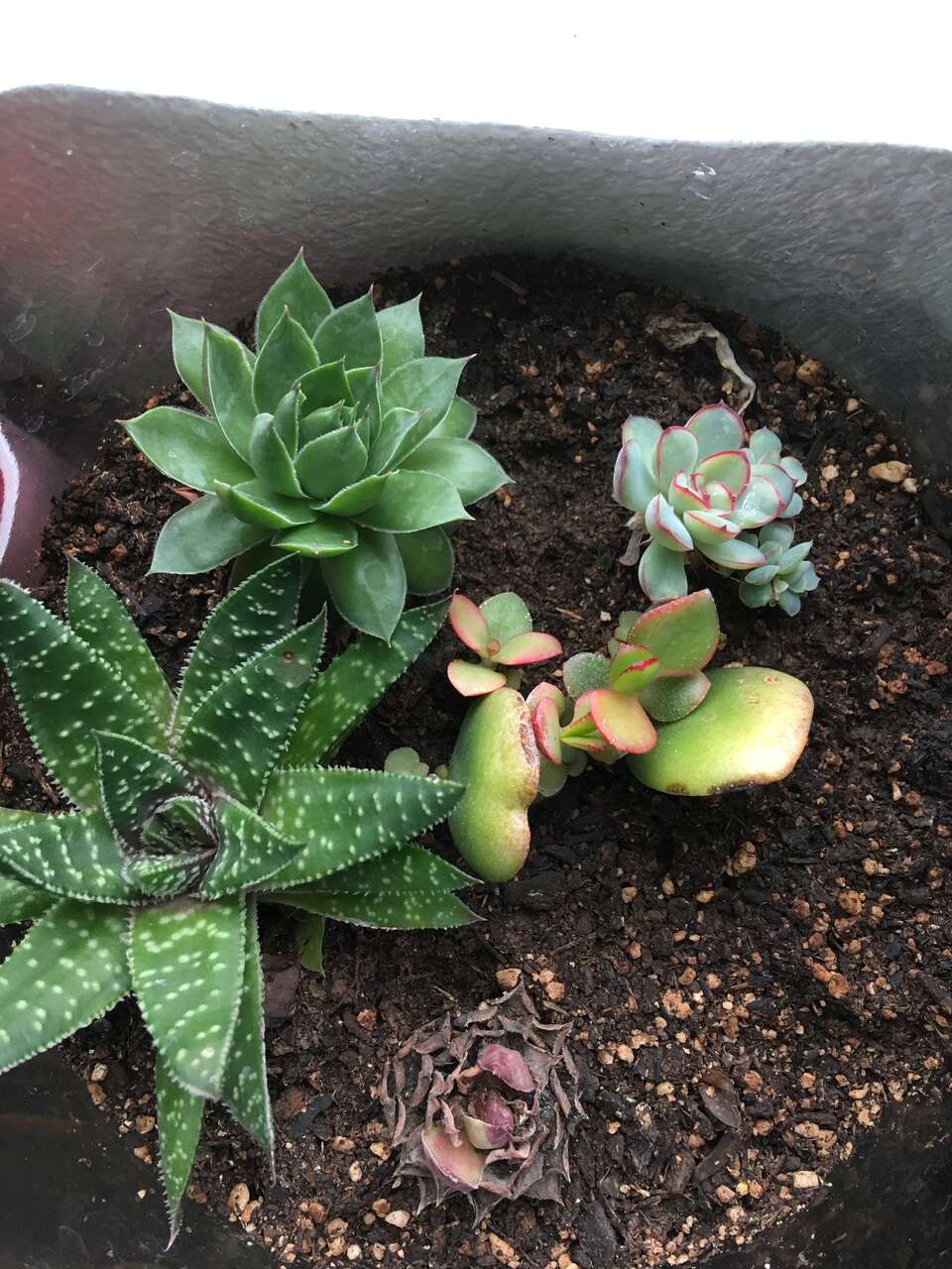 Succulents