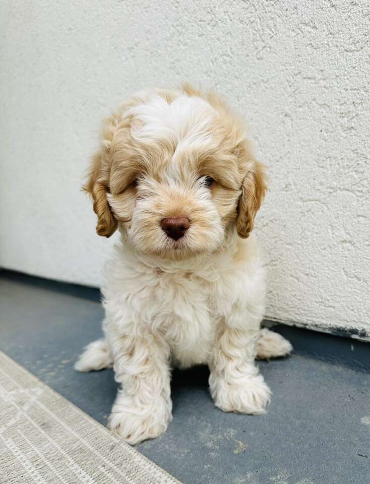 F1b cavachon best sale