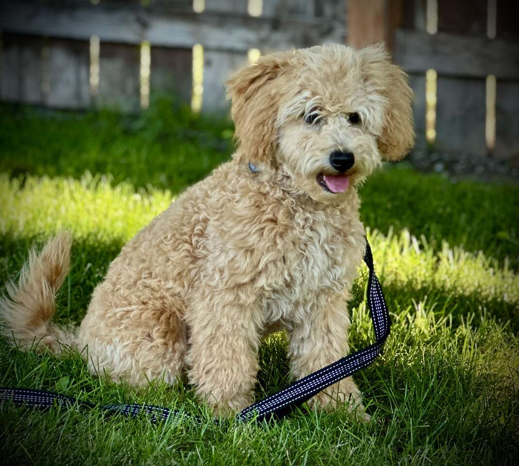 Miniature Australian Labradoodles *** Pets