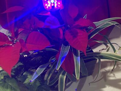 Fertile Earth LSB-1 LiteStik Blooming House Plant Light Indoor Growing LED New