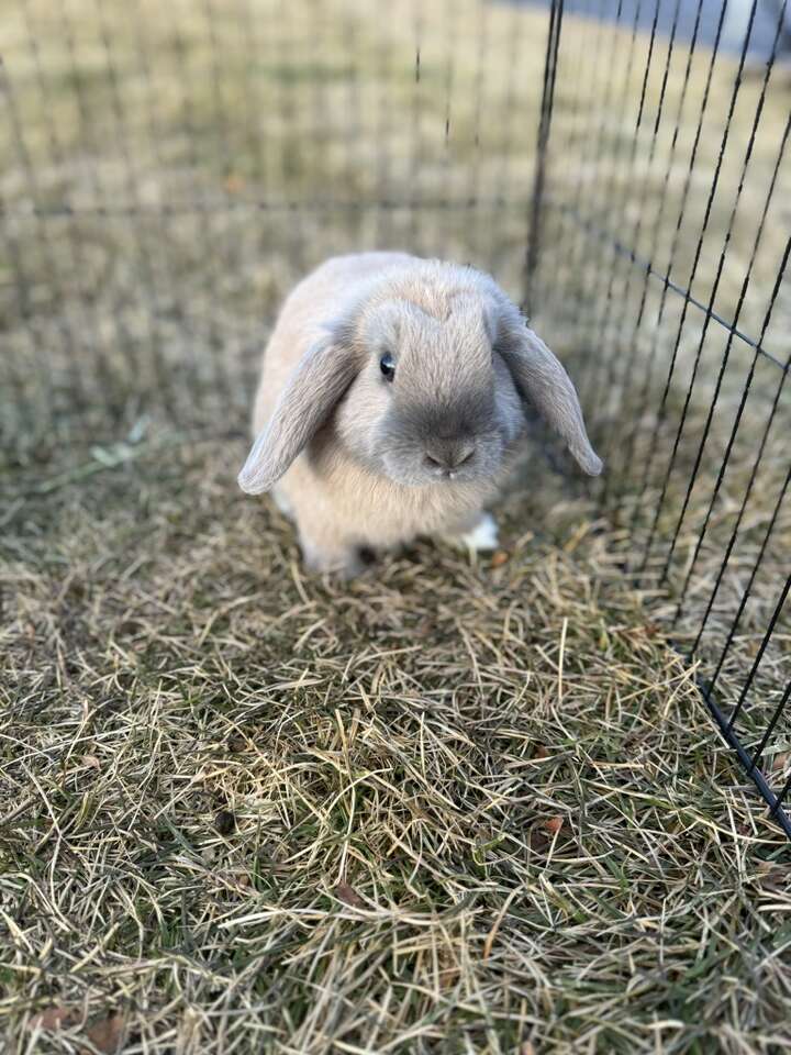 Holland Lop Bunnies!!