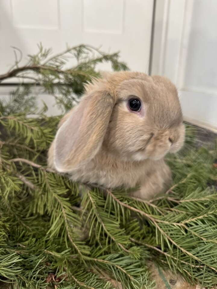 Holland Lop Bunnies!!