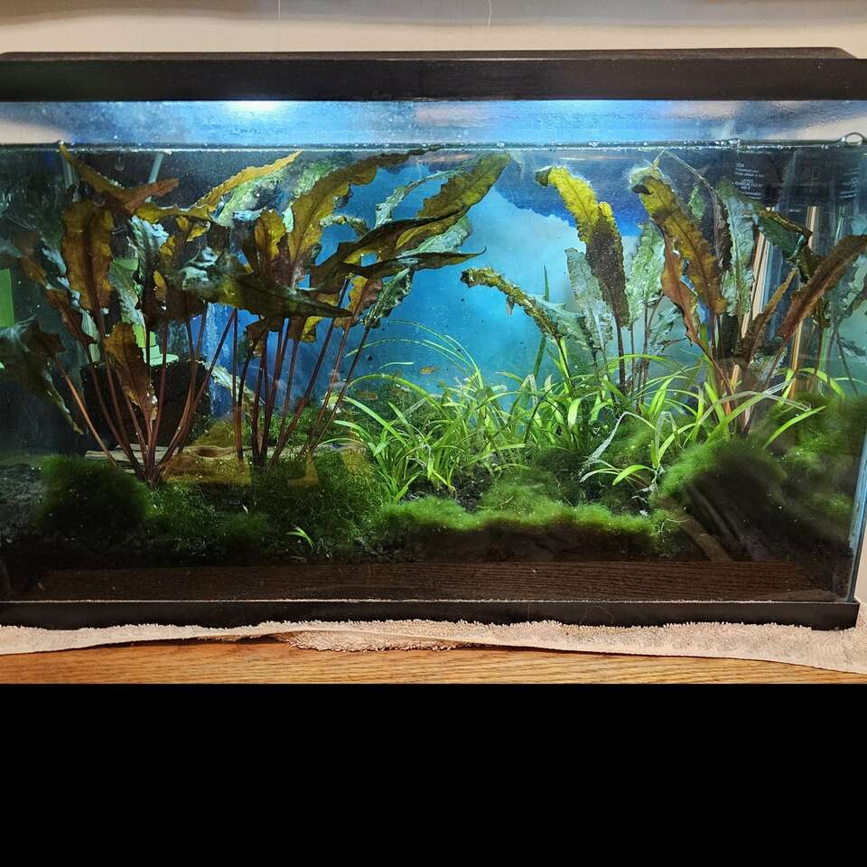 10 gallon with fish Pets