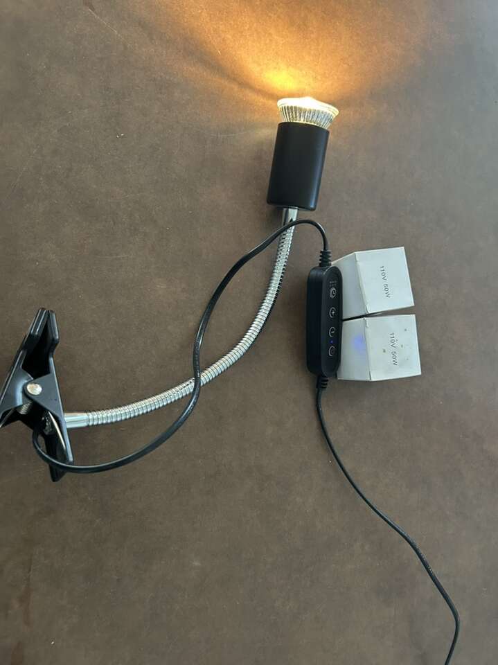 Lamp Clamp And Bulbs