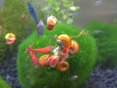 Ramshorn Snails - Fish Aquarium or Feeder Food