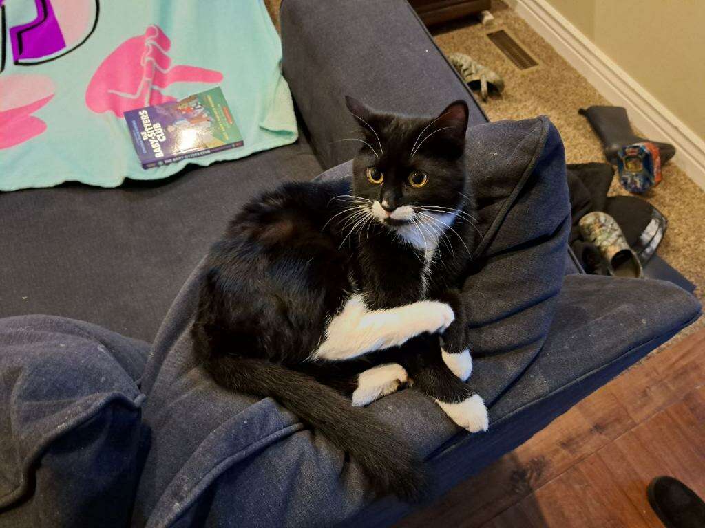 Free tuxedo kitten Pets