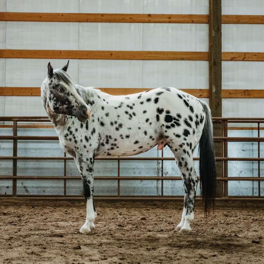 Because Of The Brave