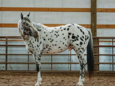 Because Of The Brave