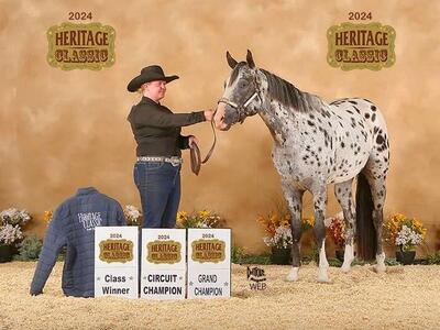 Appaloosa Stallion