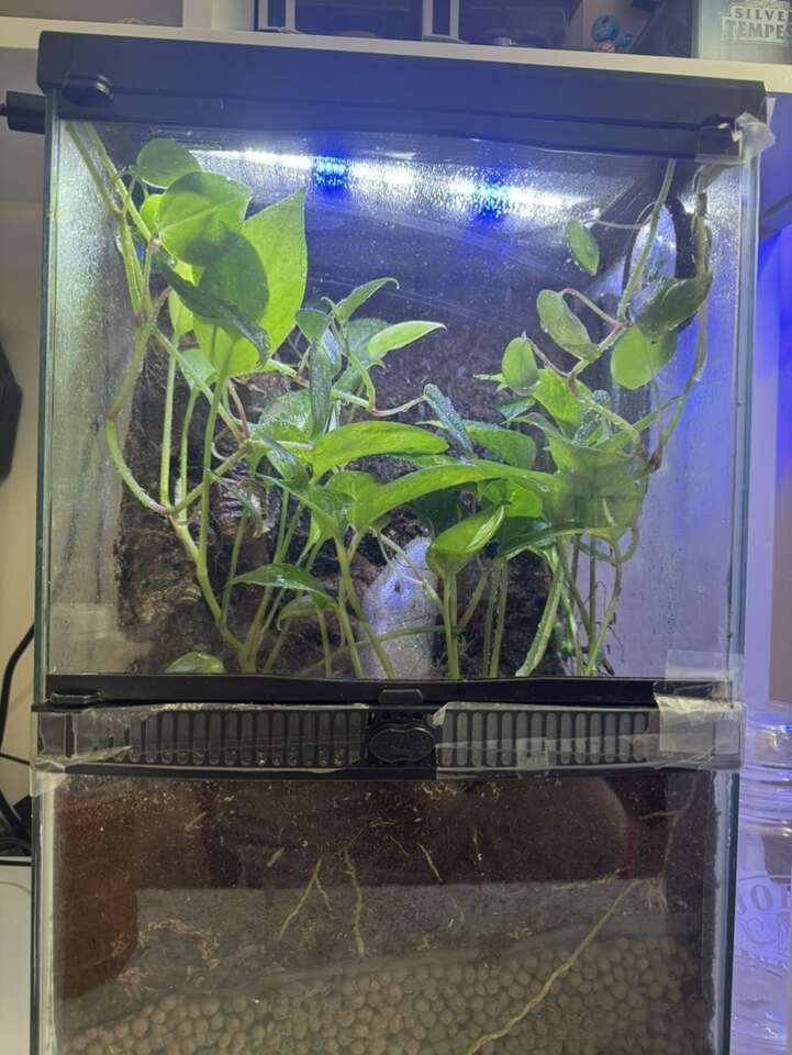 Looking To Trade Or Sell Terrarium