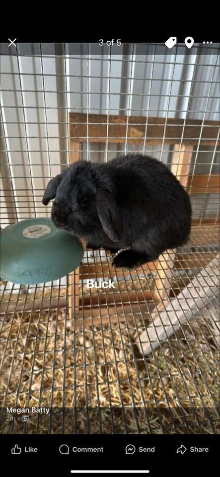 Holland Lop Breeding Trio