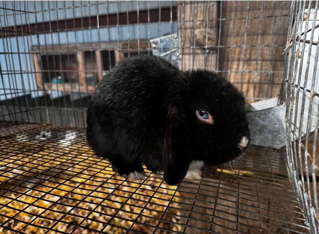 Holland Lop doe