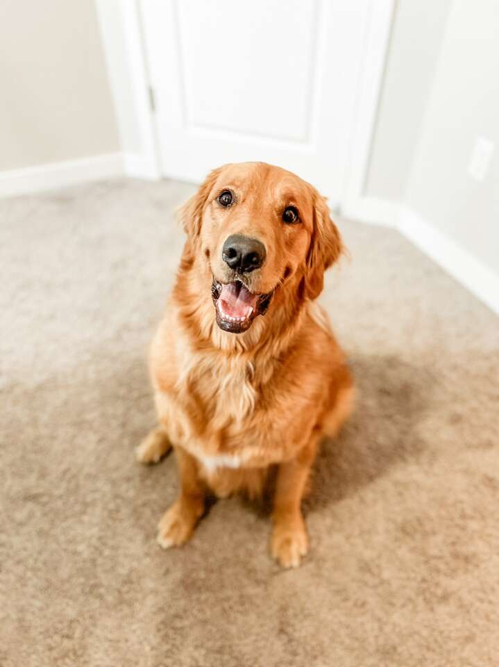 Golden Retriever for Adoption Pets