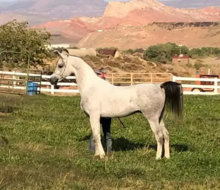 At stud Arabian Truth of Erah