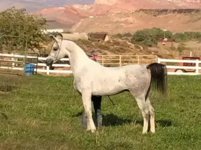 At stud Arabian Truth of Erah