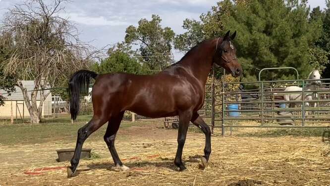 Erahdonis Arabian at Stud