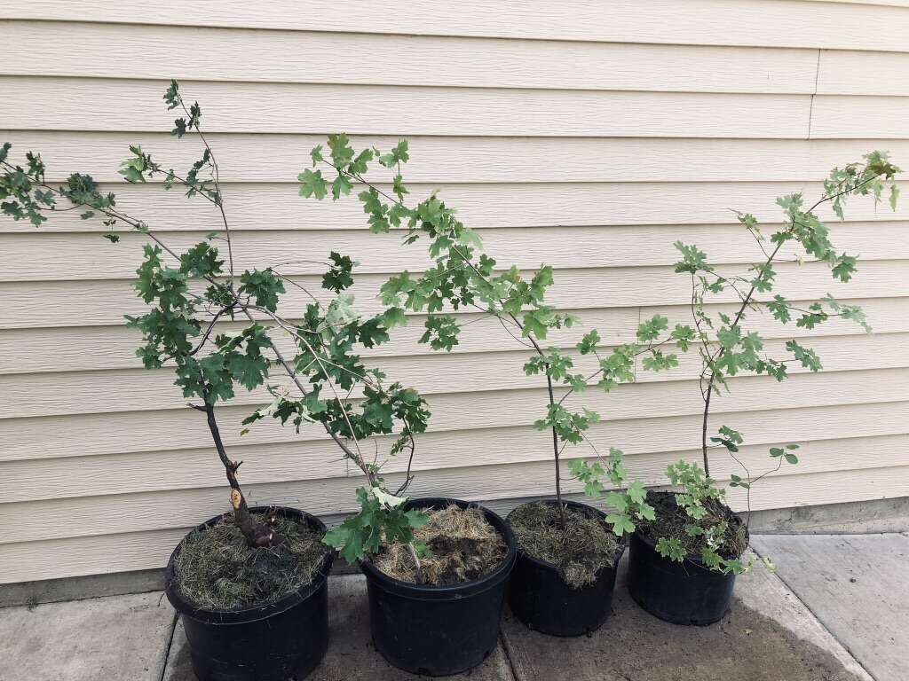 Native Mountain/Canyon Maple Trees