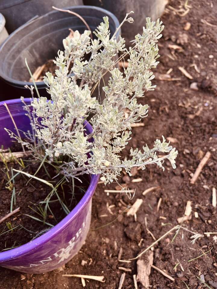 Native Big Sage Brush