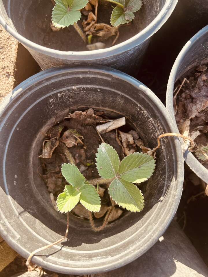 June Bearing Strawberry Plants Price reduced