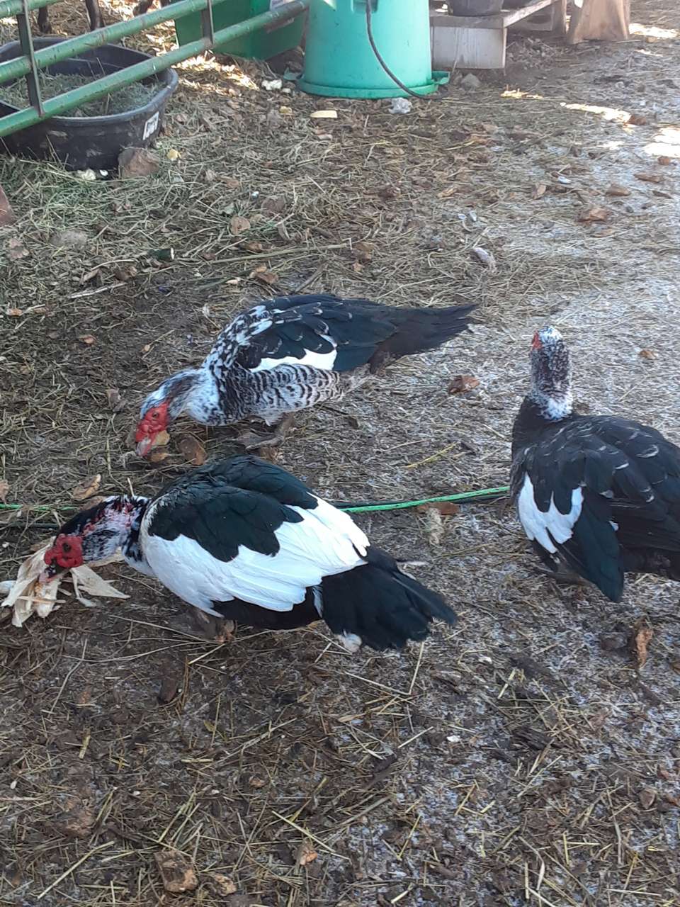 ISO old wheat, grain,, beans in old Square Tin 5 gal containers & 5 gal food only with lids buckets
