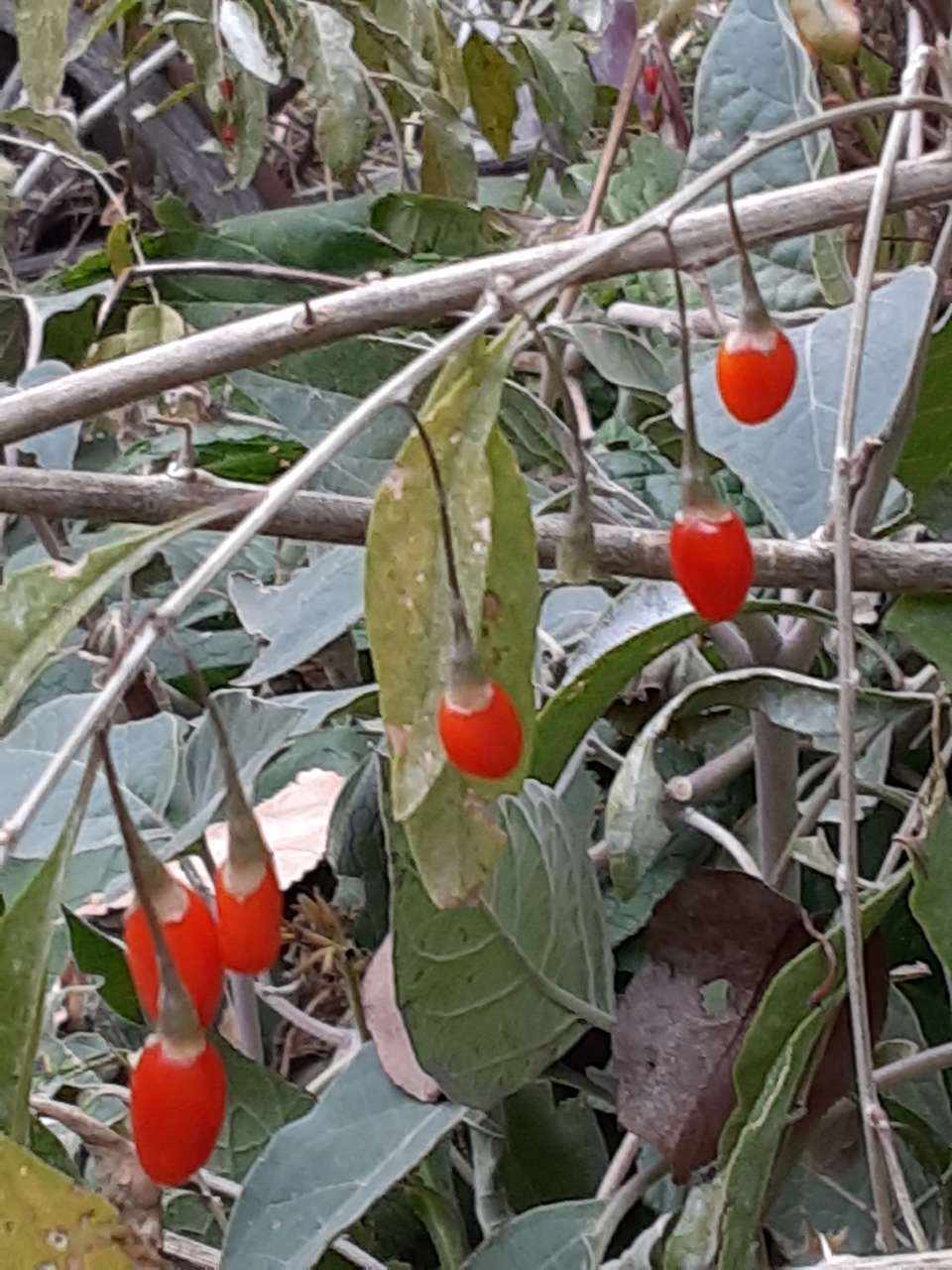 Annual Berries, Fruit trees, Nut s & Grapes Order Plants and Seed Exchange in Food Forest