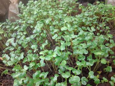 Water Conservation Planting in Greenhouse Winter in Garden workshop Today 11 to 5pm
