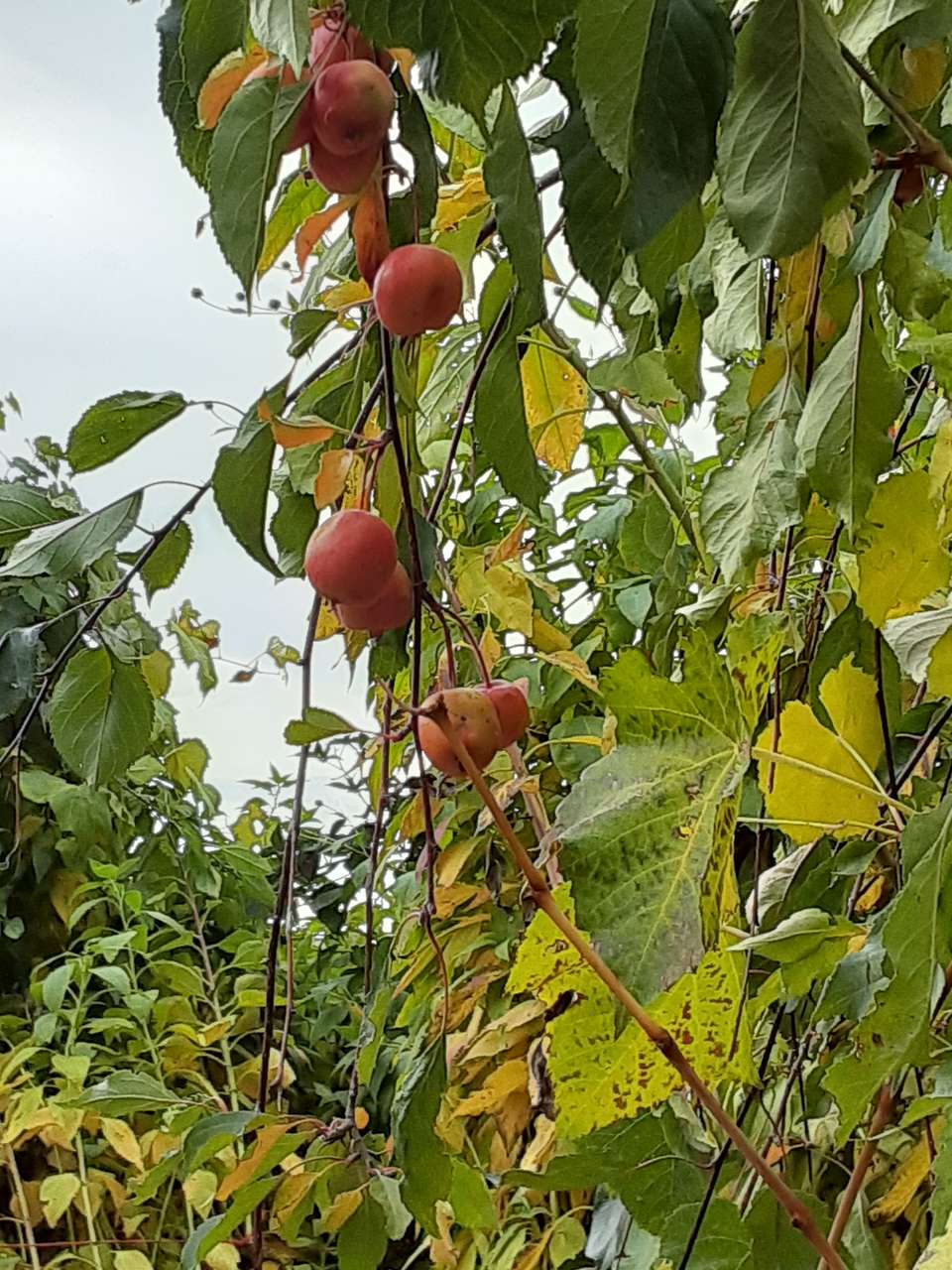 Come learn Easy Self Sustainable Nutrient Dense Garden Design