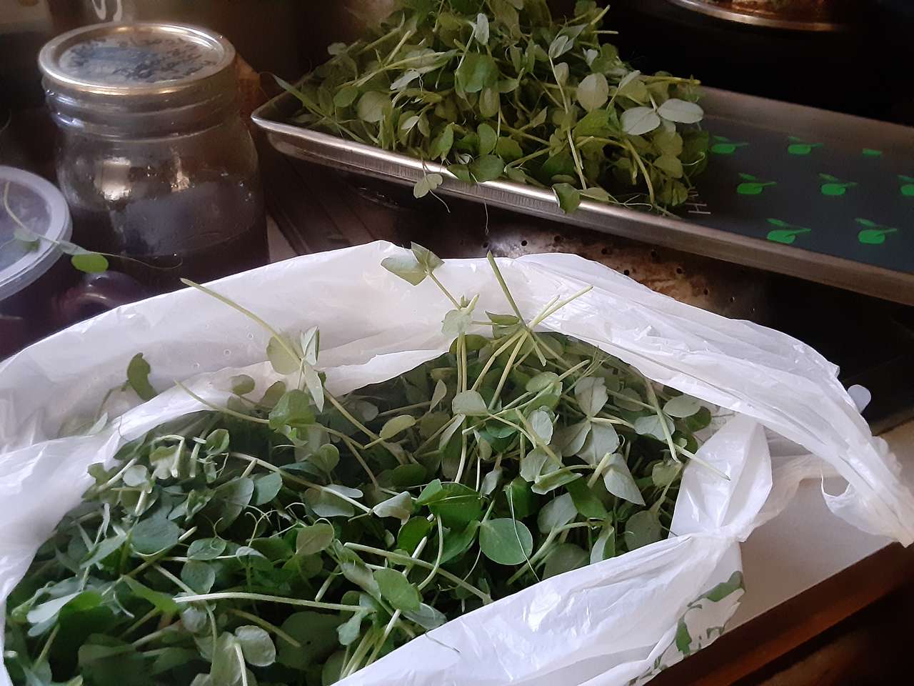 Come process organic nutrient dense herbs, leaves of grapes" stop virus spread," etc