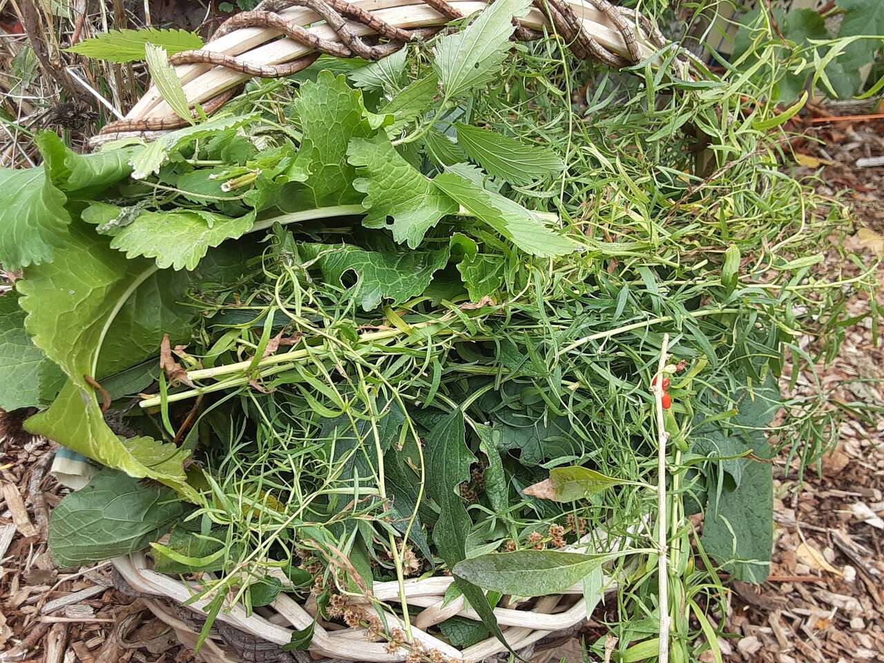 Fall Harvest Fruits, Berries, Nuts and Herbs Preserving Workshop