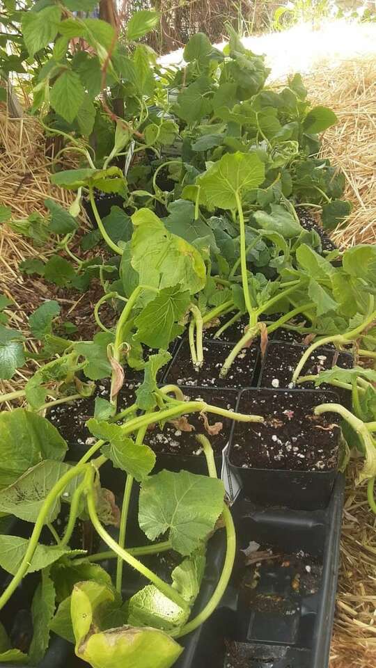 Free veggie plants mature organic FREE