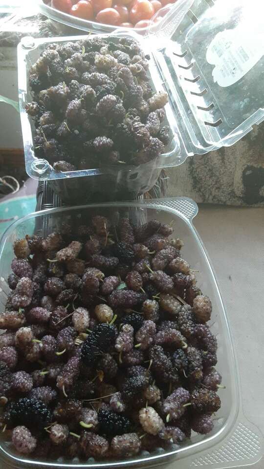 Native berry plants and Grape cuttings Sale and Seed Exchange