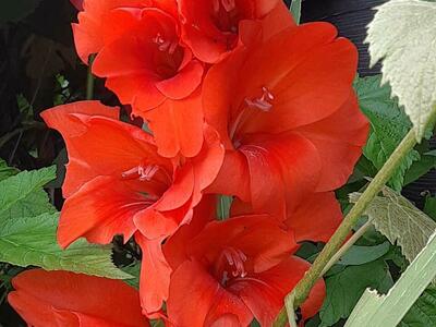 If you Get 1/2 off tickets Tour &Taste 2026; Want to Learn to Design a Food Forest, forget Boxes