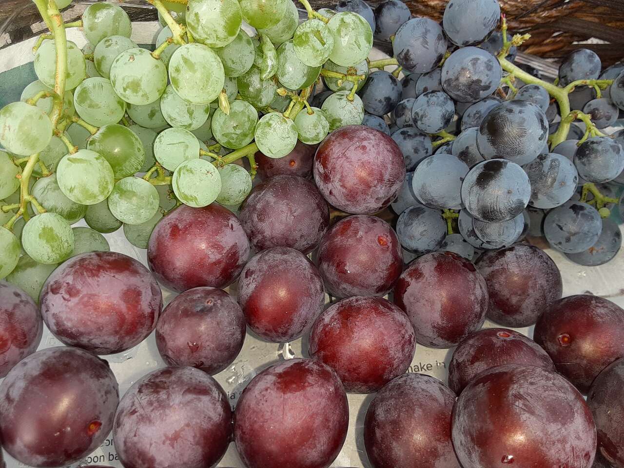 help Harvest Pears, Apples, Grapes, Gojis, Yellow Cornelian Cherries,Comfrey, , Taro Crabapple, Lemon Balm..buy plants,