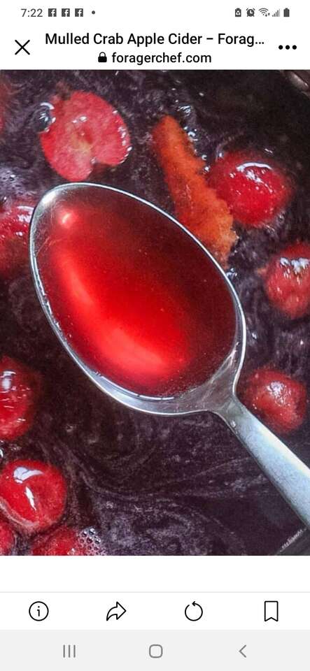 2025 Crabapple Cider, Crabanero Jelly Making Workshop today