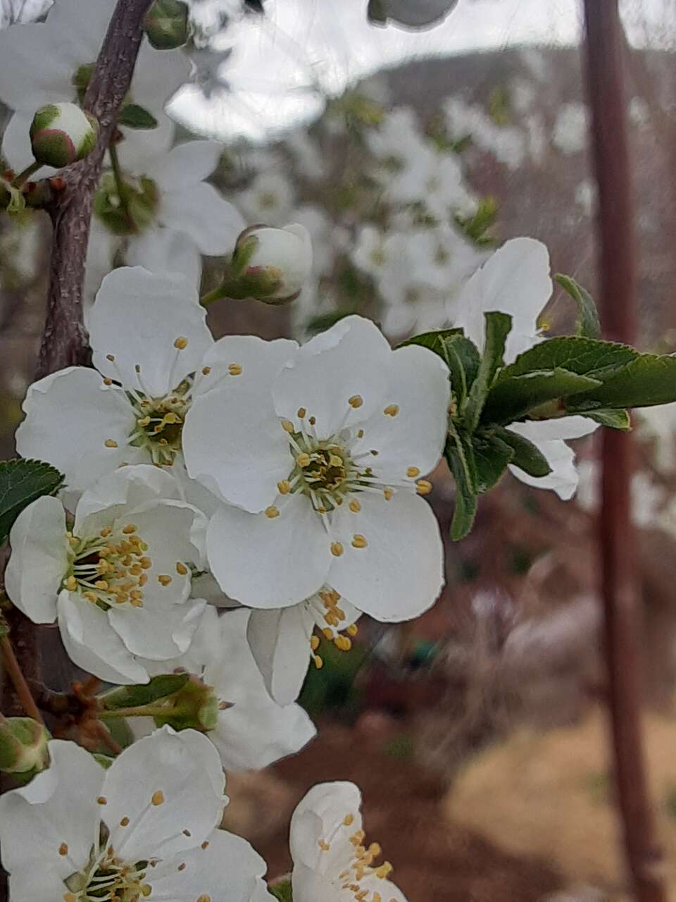 Plant Tree Sale Hardy NativeFruit, Nut and Berry this Sat last day to order bareroot.