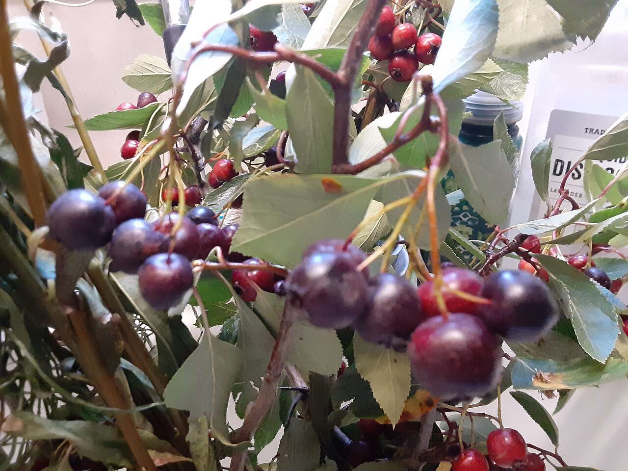 Earth Month Event all Month Learn free for Volunteering 4 hrs