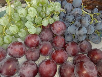 Harvest and Process Fruit, Nut, Berries and Herbs Workshop