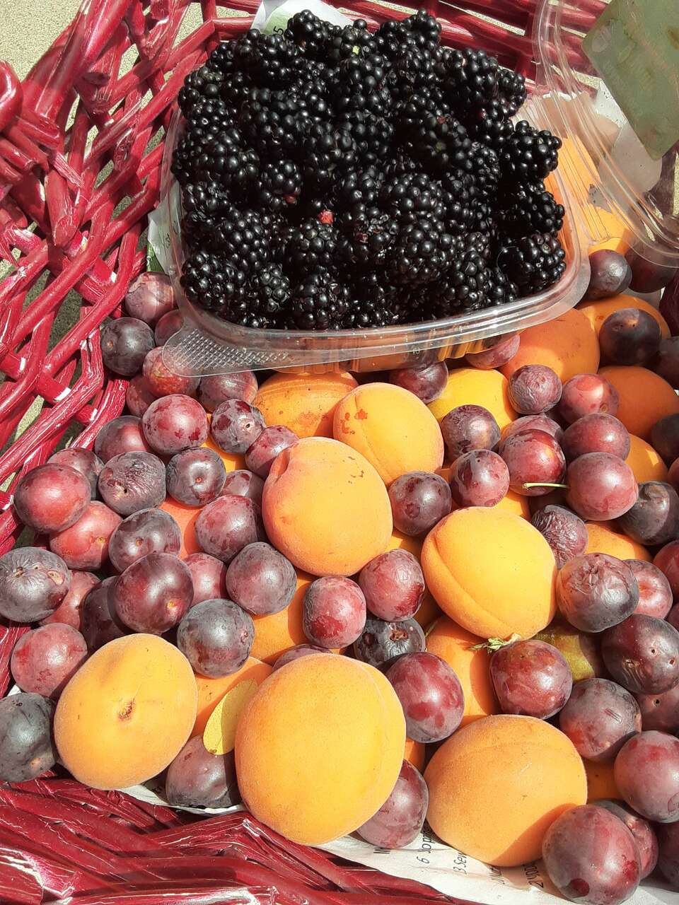 Mulberry, Concord and Niagara and Himrod White Grape, and other berry plant starts