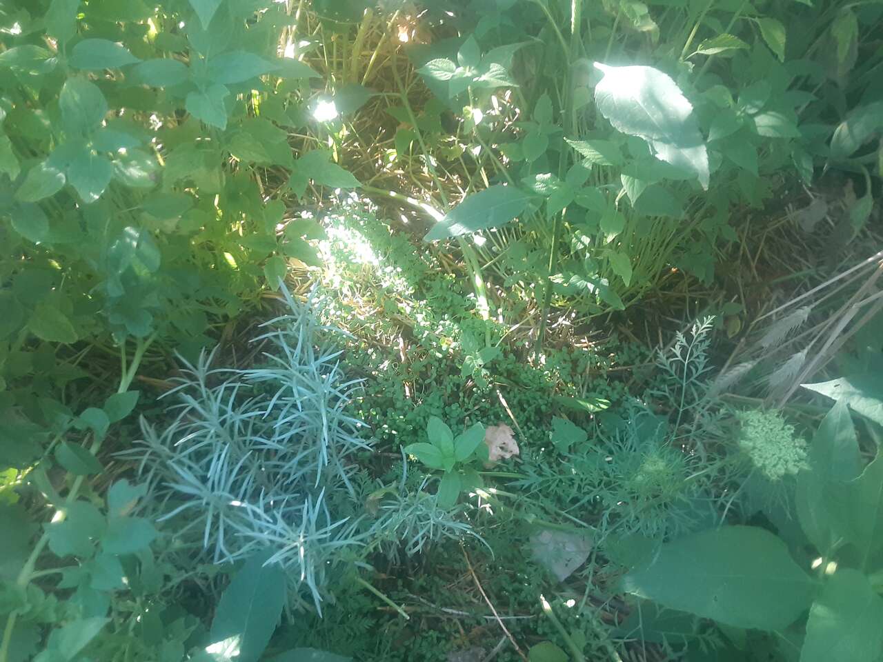 ISO Herbs Wormwood, chaparel, Oregano, Oregon grape, Lobelia, buggelweed, plantain, gravelroot