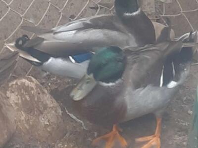 ISO old wheat, grain,, beans in old Square Tin 5 gal containers & 5 gal food only