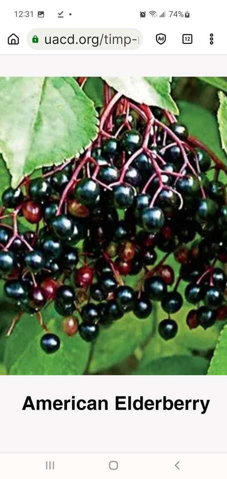 Hardy, Drought Resistant, Delicious Berry. NUT, fruit trees Sale