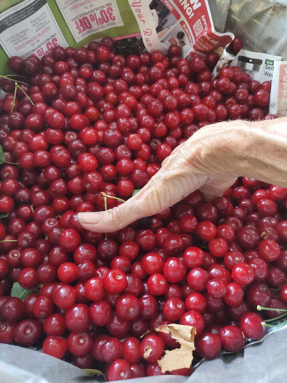 Taste Nutrient Dense Organic Bing Cherries just picked and frozen and juiced 10 yr Food Forest