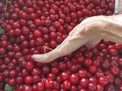 Taste Nutrient Dense Organic Bing Cherries just picked and frozen and juiced 10 yr Food Forest