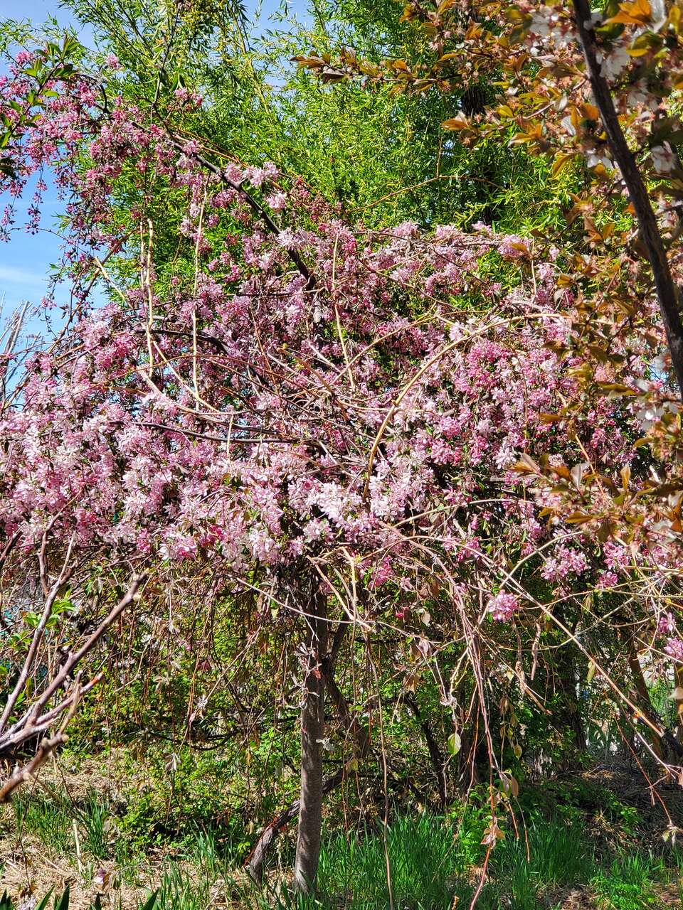 Free Class  in Food Forest taste 35 kinds of Rare Berries