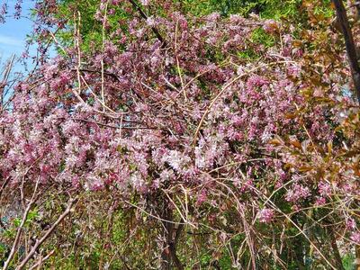 Free Class in Food Forest taste 35 kinds of Rare Berries