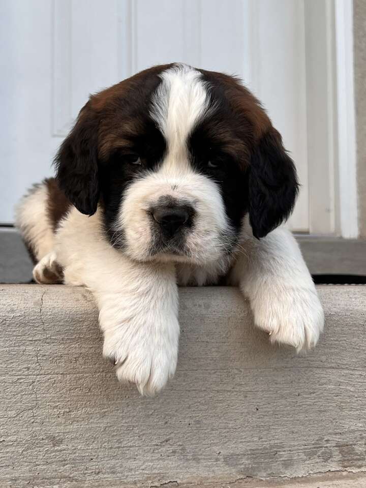 Purebred St.Bernard Puppies Pets