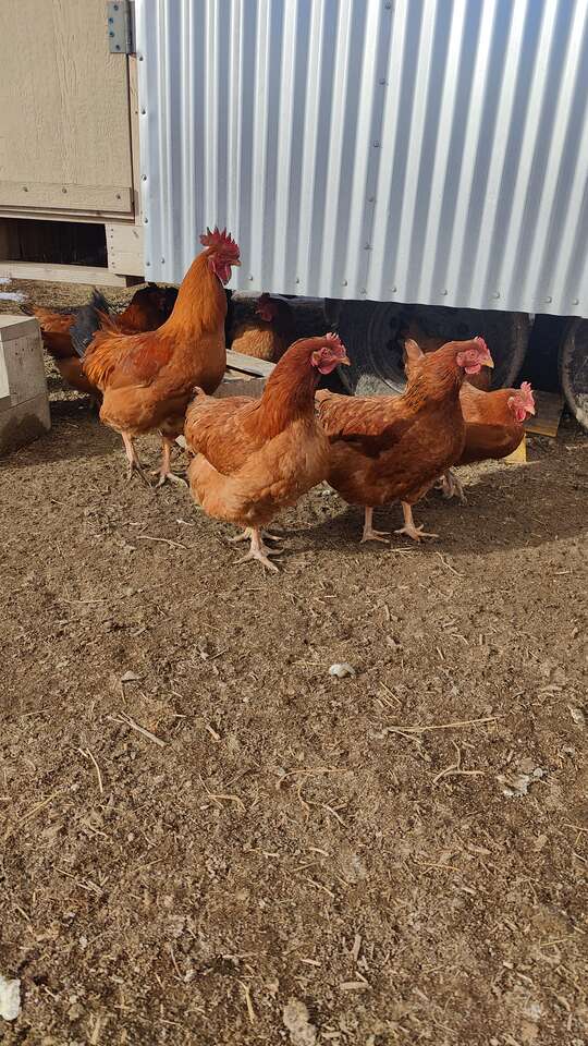 New Hampshire Chickens for Sale! Livestock
