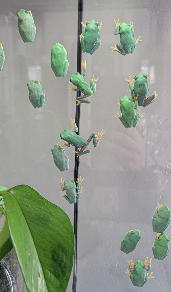 CB Red Eyed Tree Frogs Pets