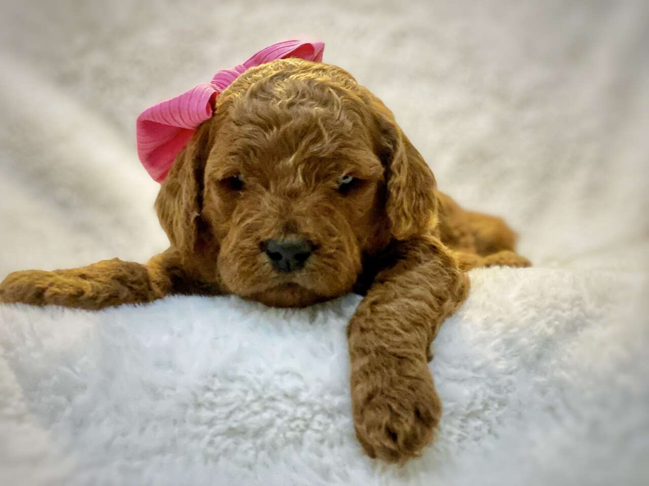 High Quality F1B Mini Goldendoodles Pets
