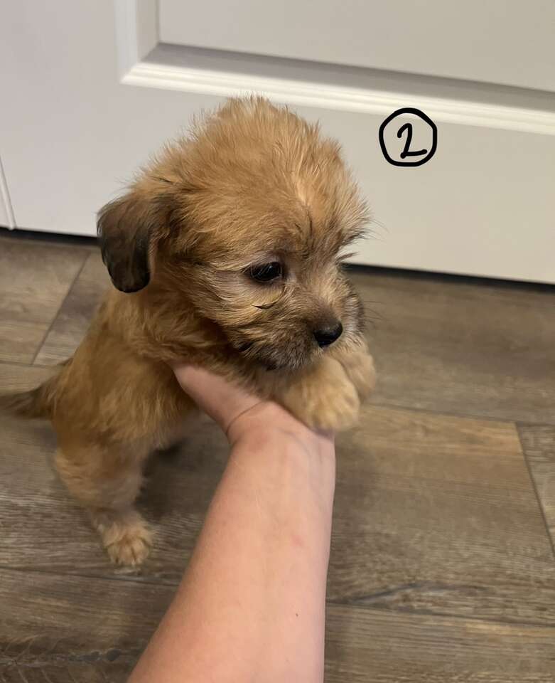 Mini Aussie Doodle mix Pets